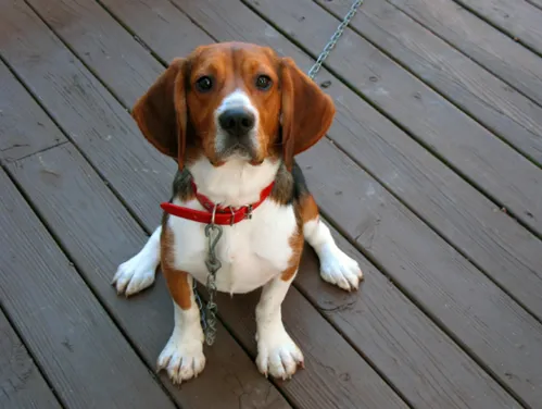 beagle sitting on a deck