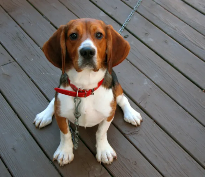 beagle sitting on a deck