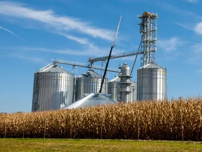 Four grain silos behind a field of corn in the fall